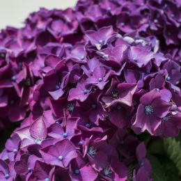 Hydrangea