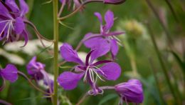 Fireweed
