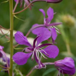 Fireweed