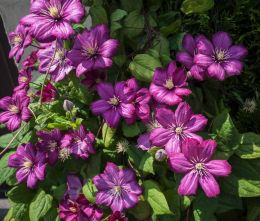 Clematis