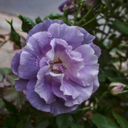 Purplerose