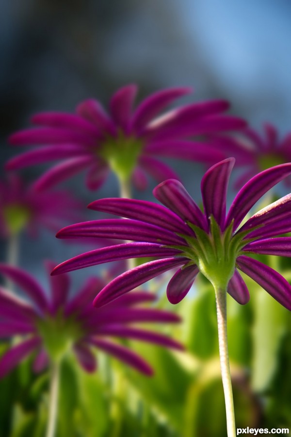 Creation of flower in focus: Final Result