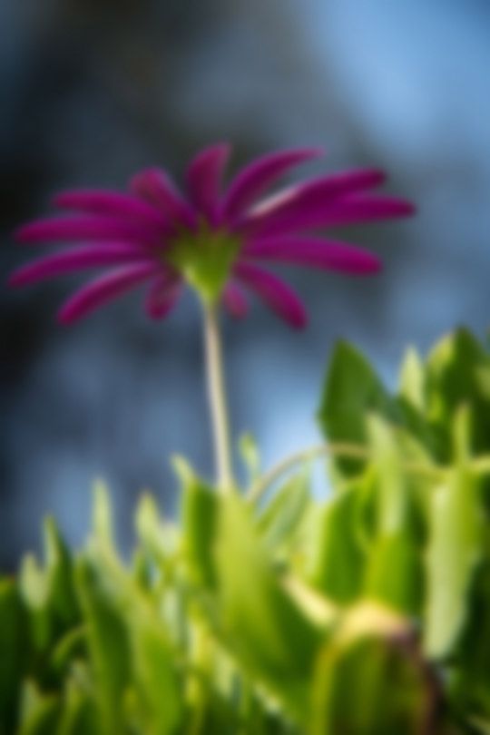 Creation of flower in focus: Step 1