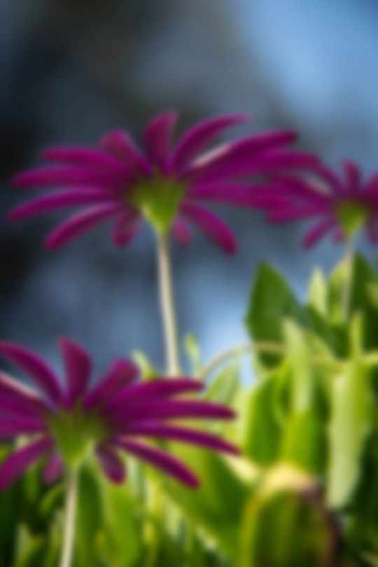 Creation of flower in focus: Step 2