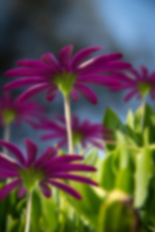Creation of flower in focus: Step 3
