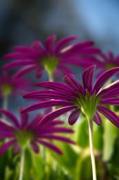 flower in focus