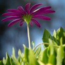 purple flower source image