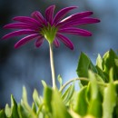 purple flower photoshop contest