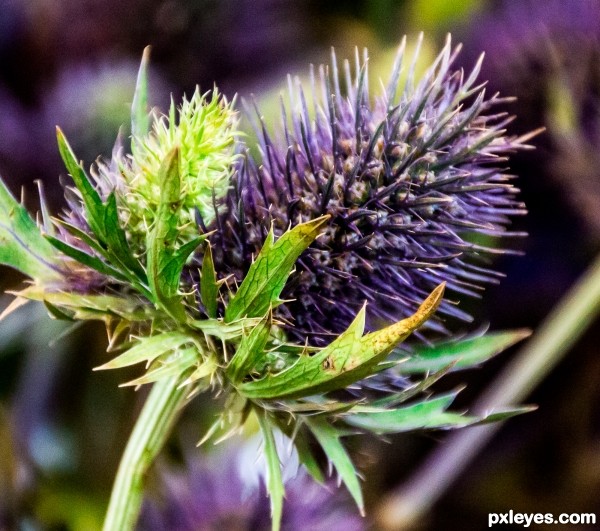 Another Purple Flower :-)