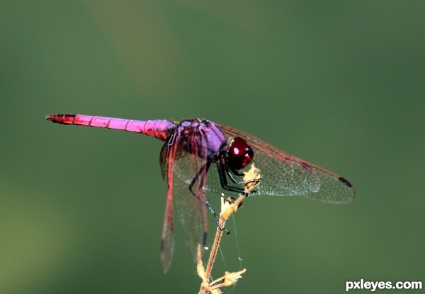 Dragonfly