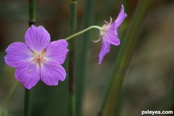 Flower at Eden Project