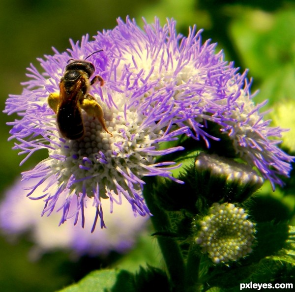 Getting the pollen