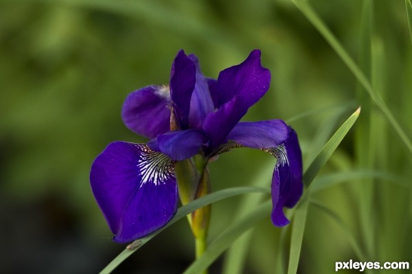 Iris