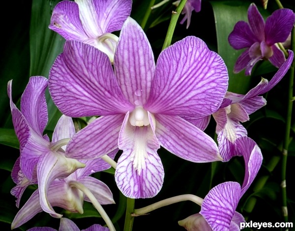 Orchid