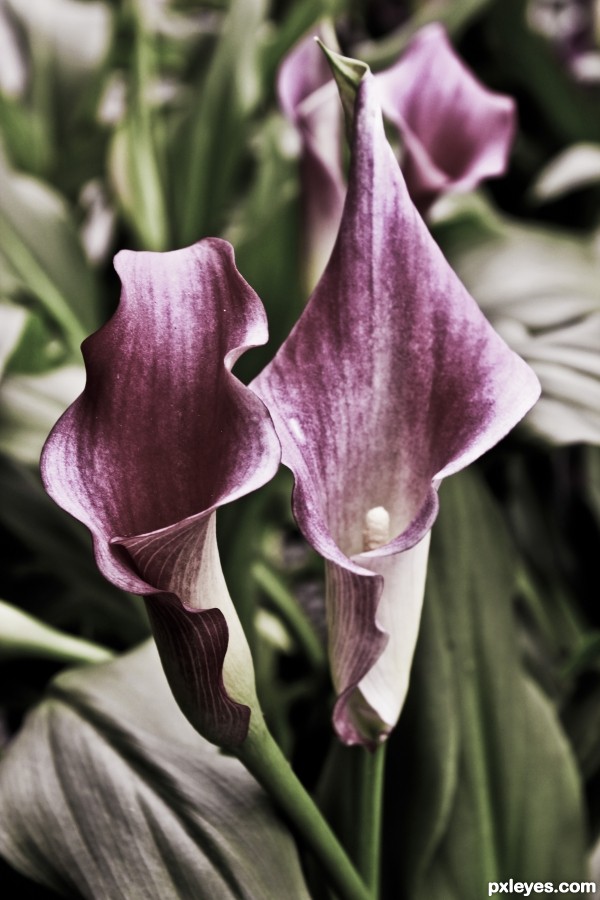 Purple Cups