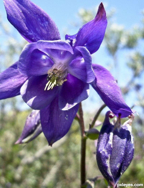 Purple Flower