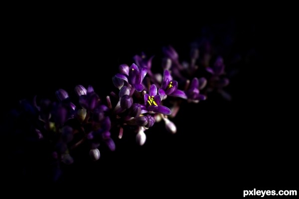 Purple Flower