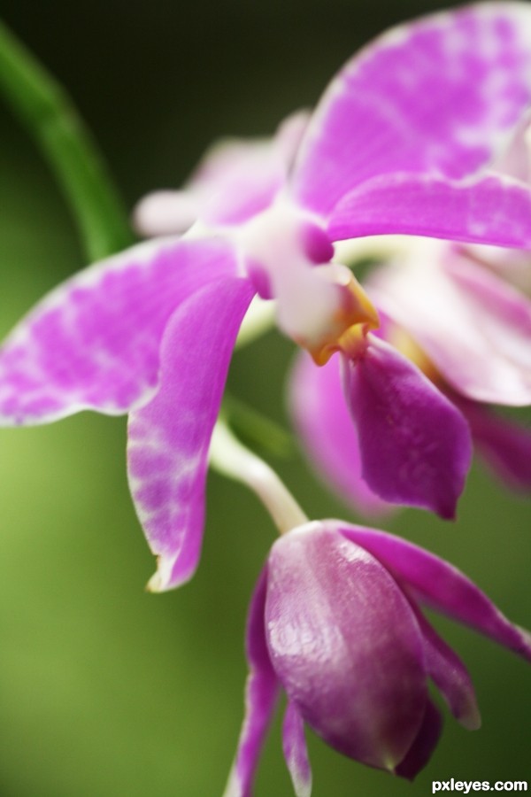 Purple Orchid