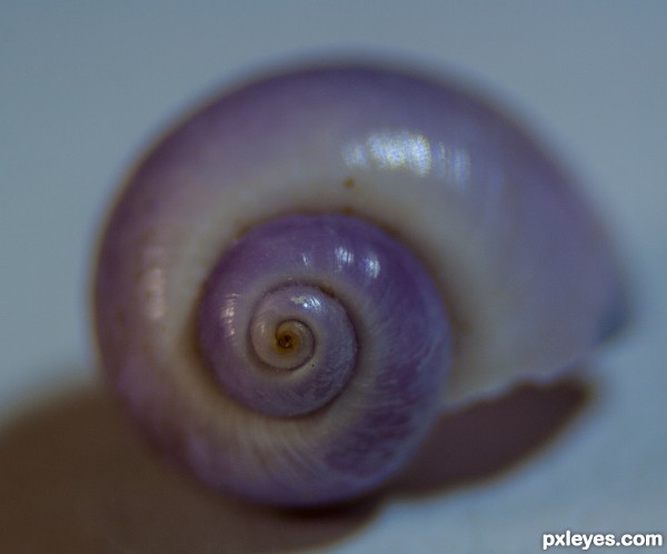 Purple spiral