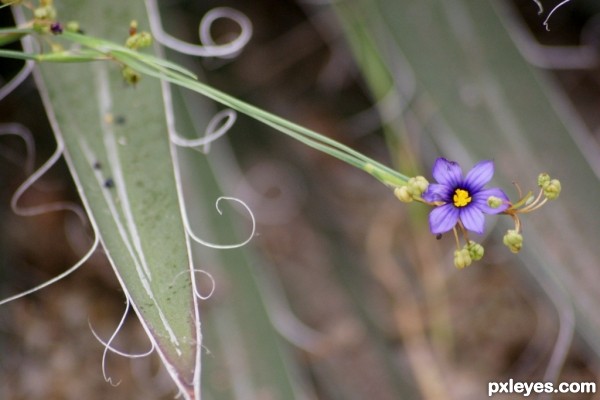 Small purple flower