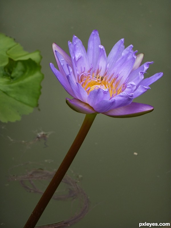 Water Lily