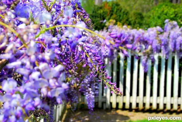 Wysteria