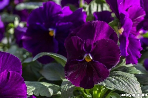 pansy