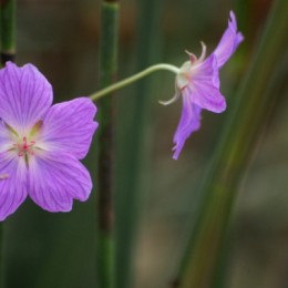 Flower at Eden Project