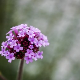 Flower cluster