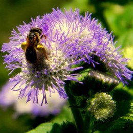 Getting the pollen