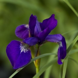 Iris