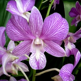 Orchid