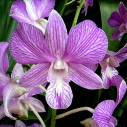 Orchid