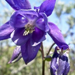 Purple Flower