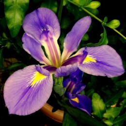 Purple Iris