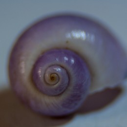 Purple spiral