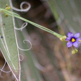 Small purple flower