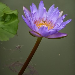 Water Lily