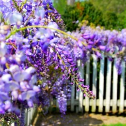 Wysteria