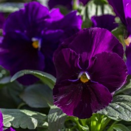 pansy