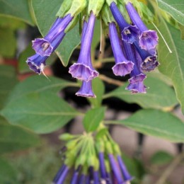 purple bells