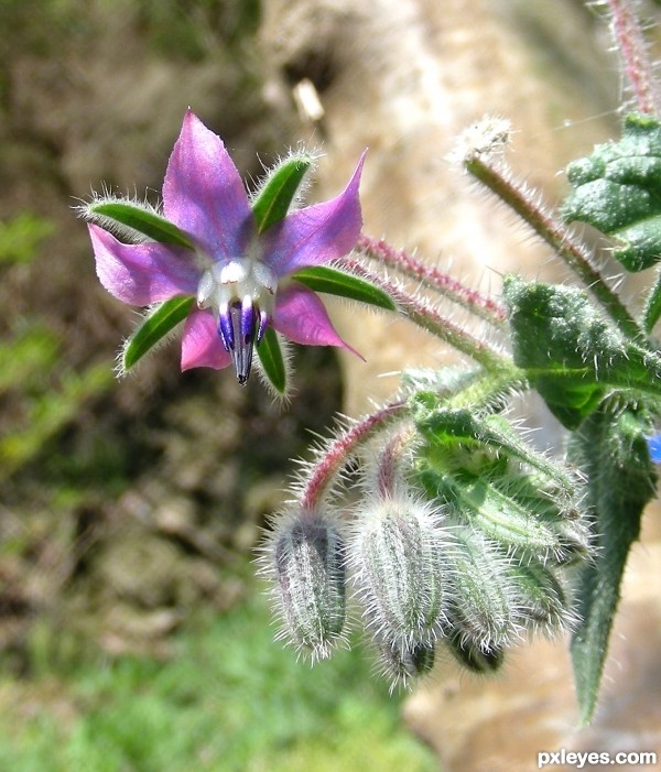 BORAGE