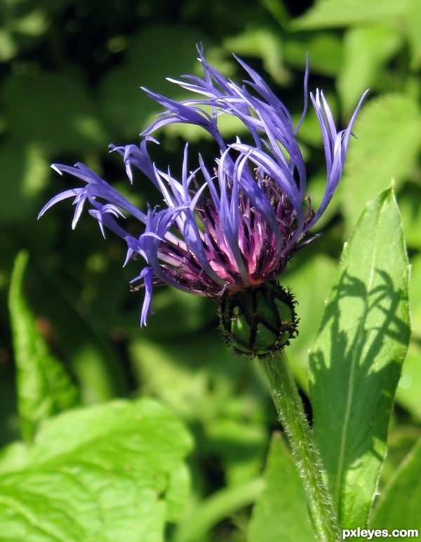 Cornflower