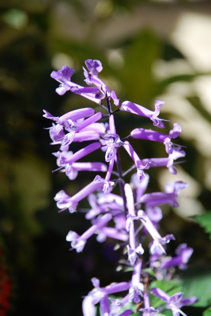 a little purple flower