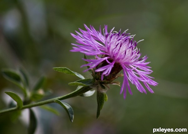 single flower