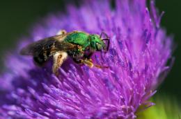 Purple n Green Picture