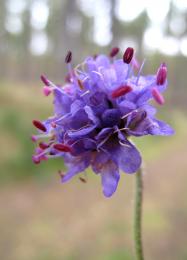 Scabious