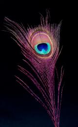 purplefeather