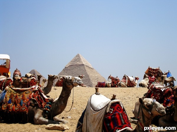 Camels Resting