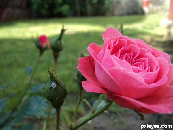 Pink Rose